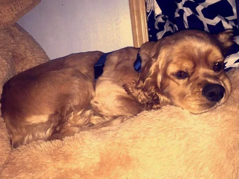 Carter's Cocker Spaniels