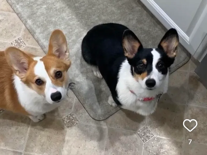 Carter’s Corgis LLC
