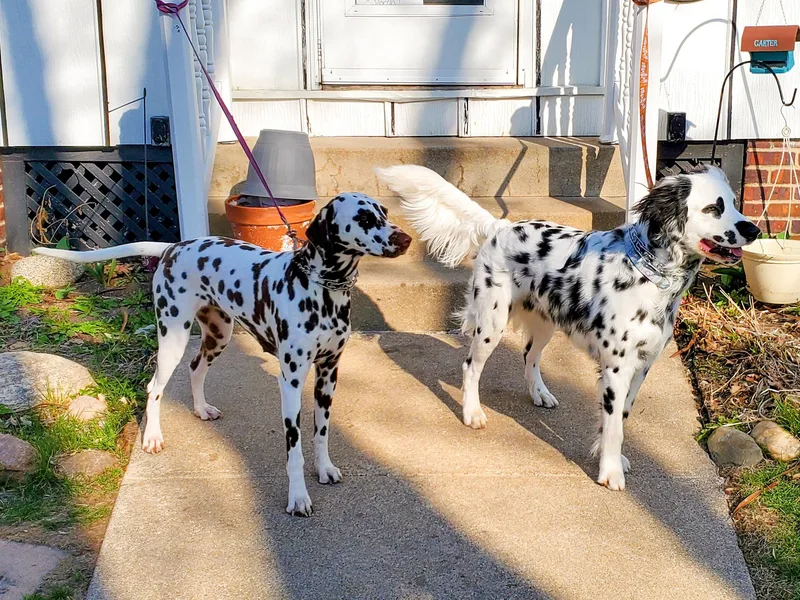 Carter's Dalmatians