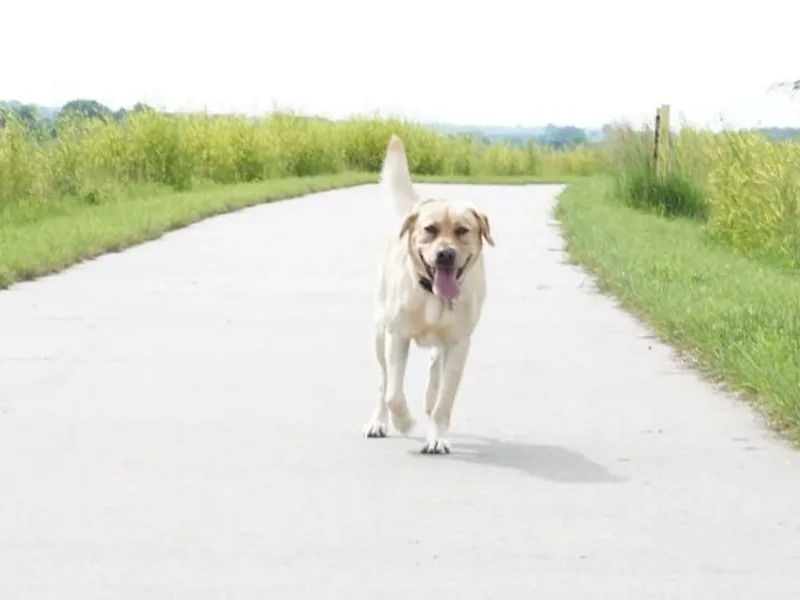 Carter's Pointing Labs