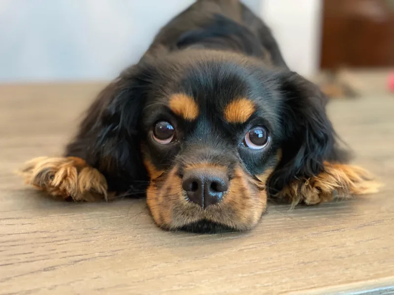 Carter Woods Cavaliers