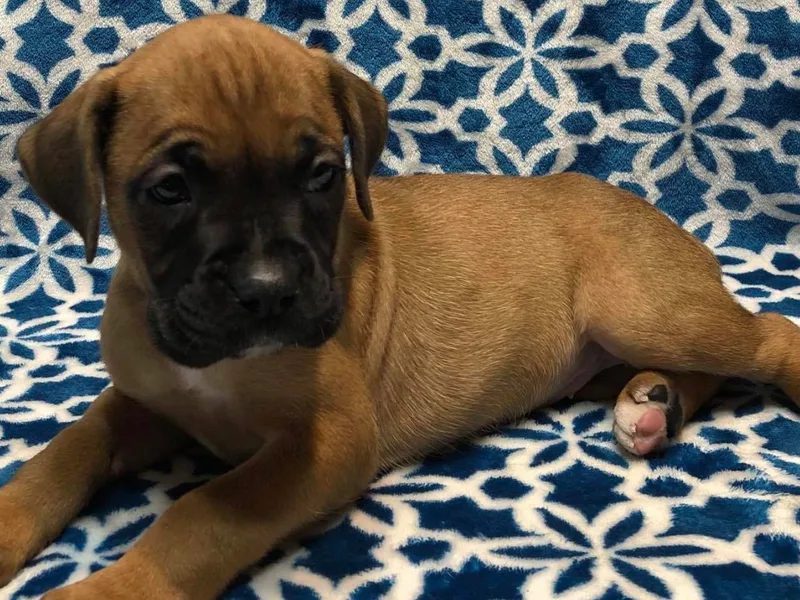 Carters Boxer Babies