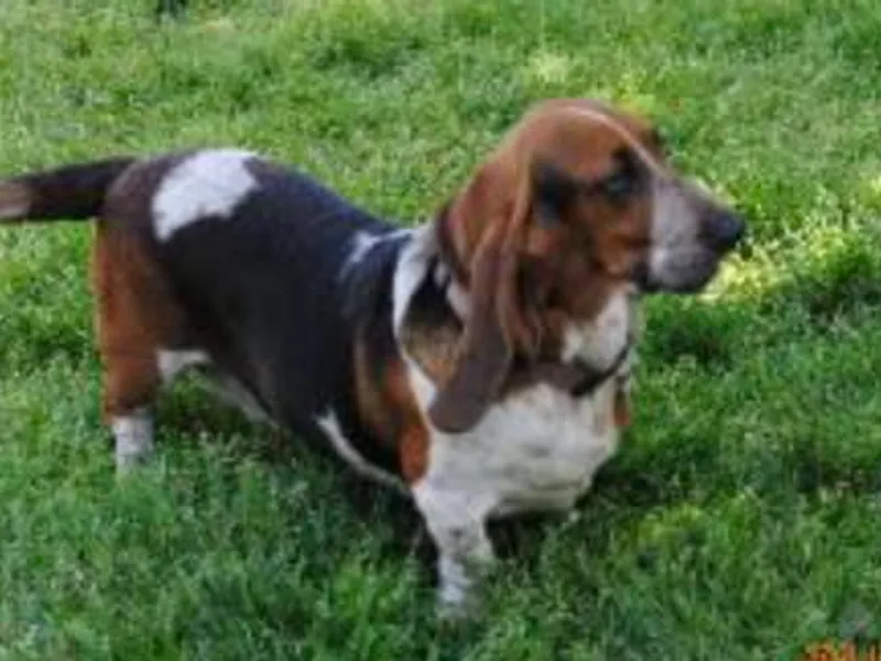 Carters Hound Dog Ranch