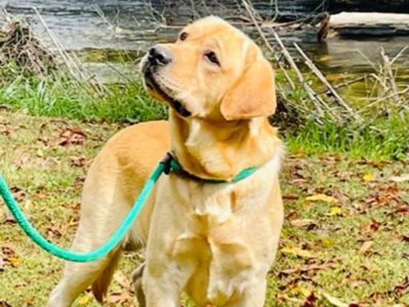 Carvins Cove English Labradors