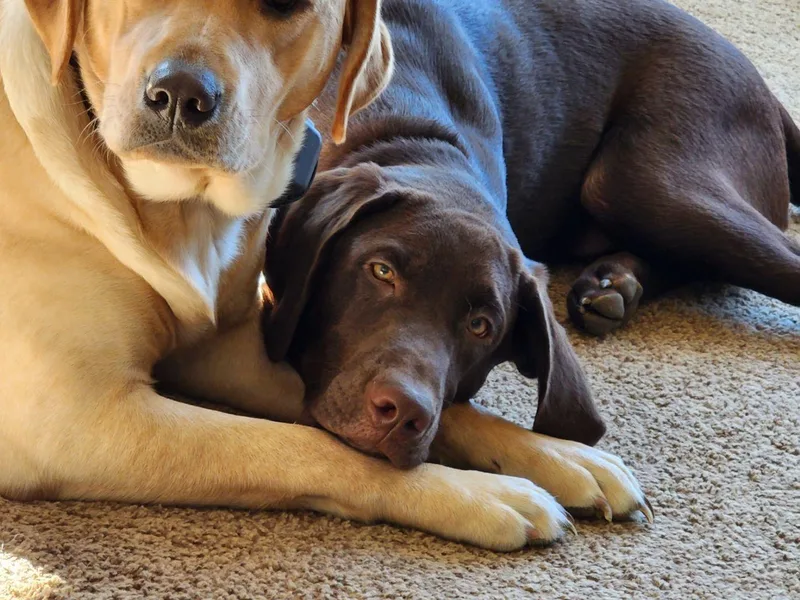 Cary’s Buck Creek Farm LLC