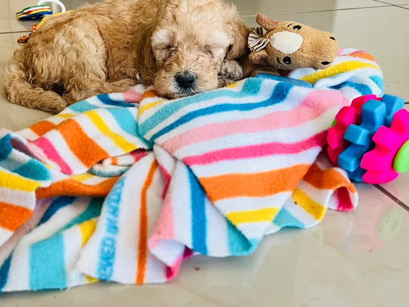 Caryn’s classy doodles