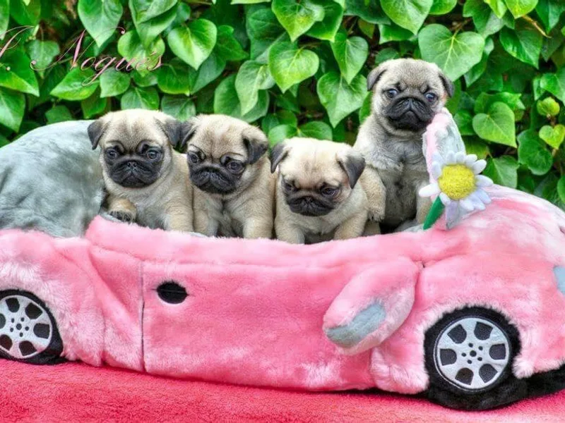 Casa Blanca Pugs &amp; Mardi Gras Havanese