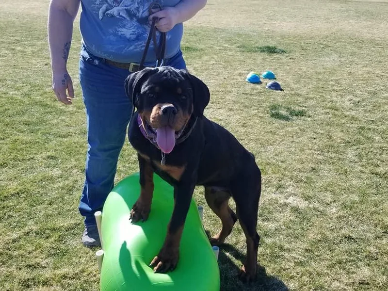 Casa de Elias Rottweilers