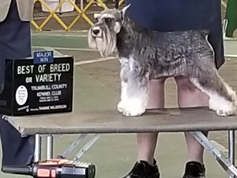 Casablanca Miniature Schnauzers