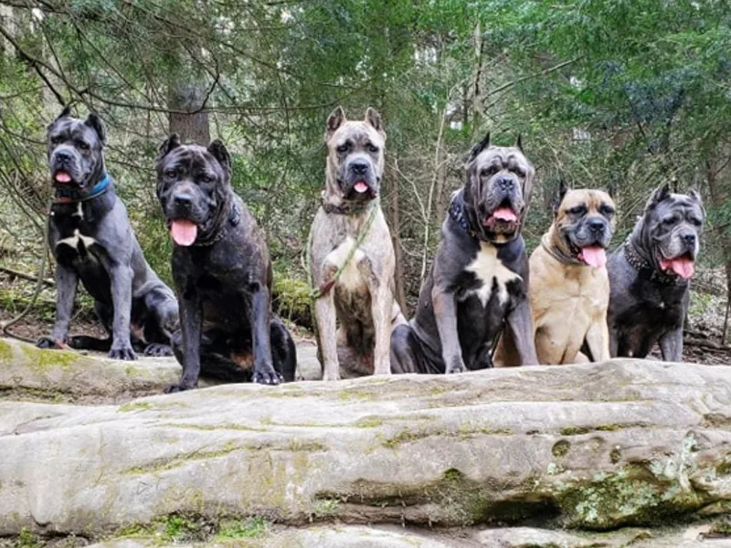 Casanova Cane Corso