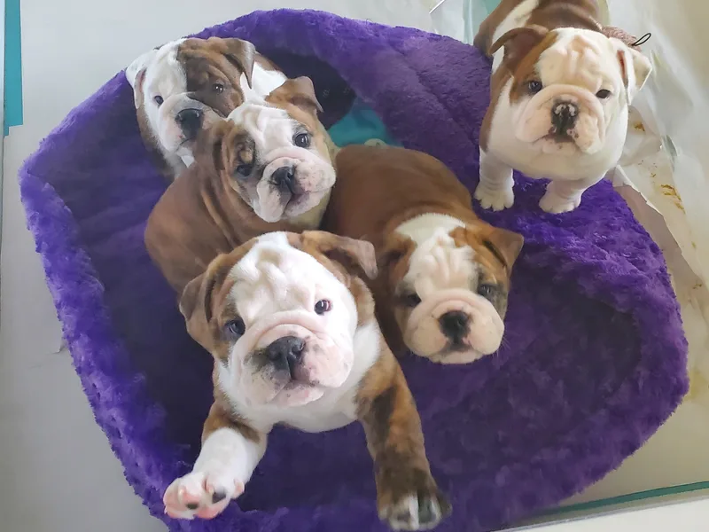 Cascade Bulldogs