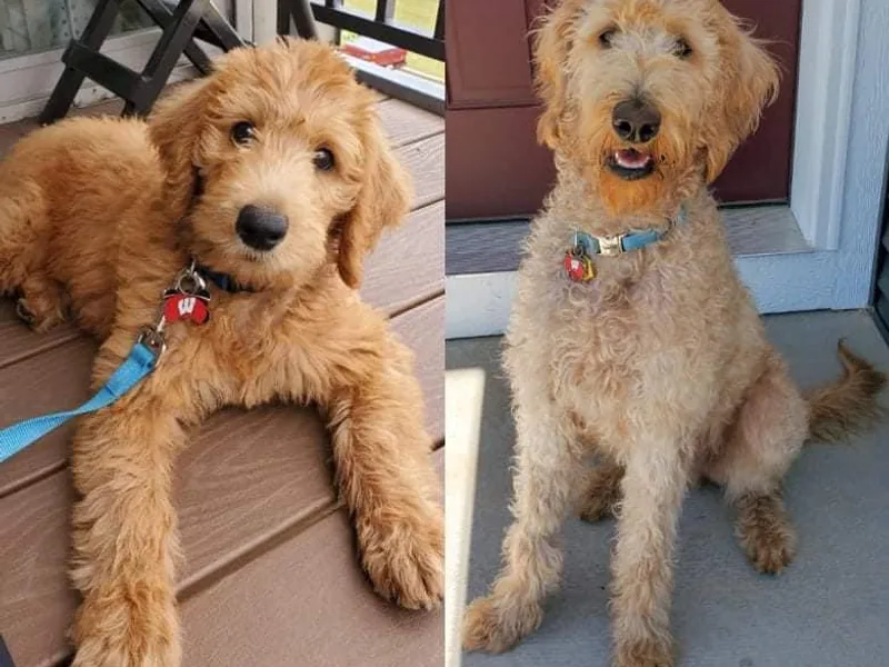 Cascade Hills Labradoodles