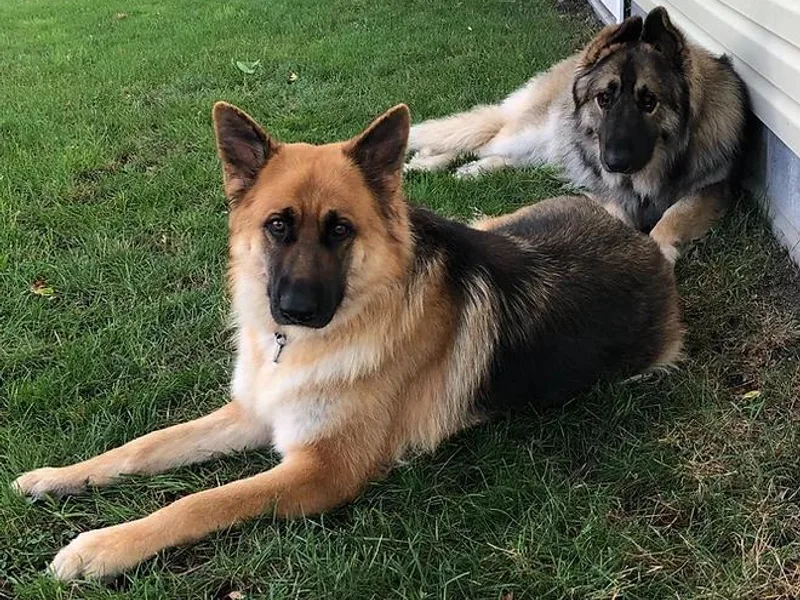 Cascade King Shepherds