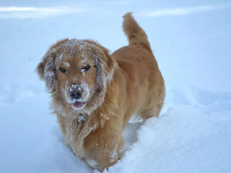 Cascade Mountain Goldens