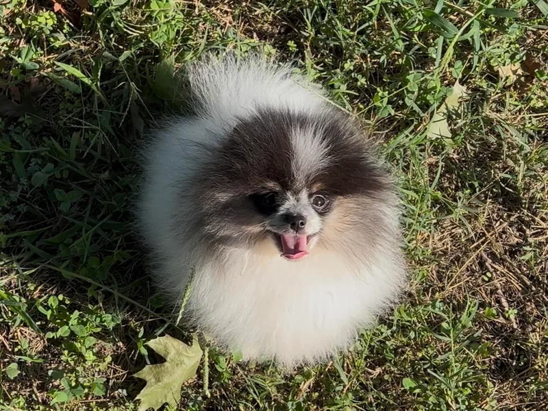 Cascade Pomeranians