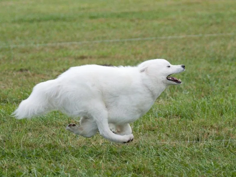 Cascade Samoyeds photo 1