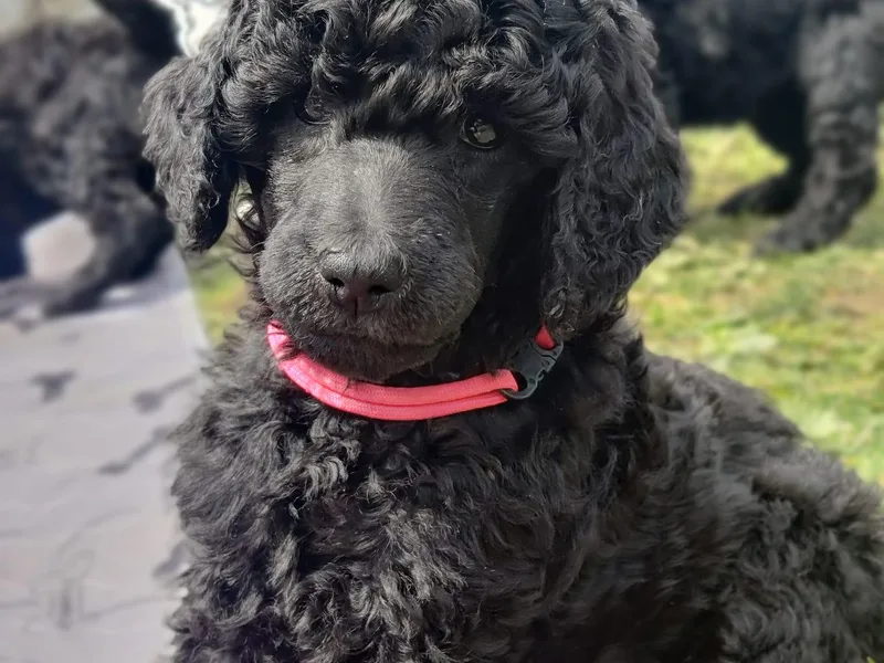 Cascade Standard Poodles