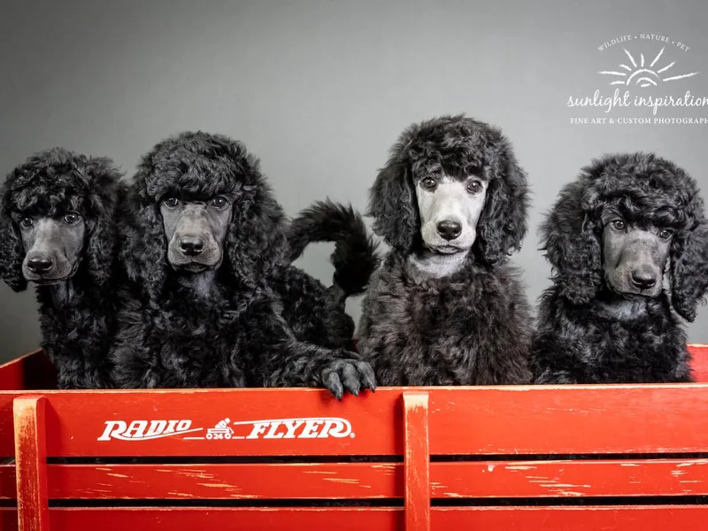 Cascadia Standard Poodles
