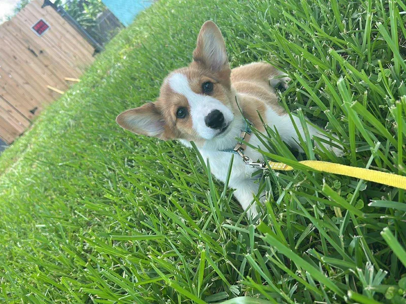 Cascadian Space Coast Corgis LLC