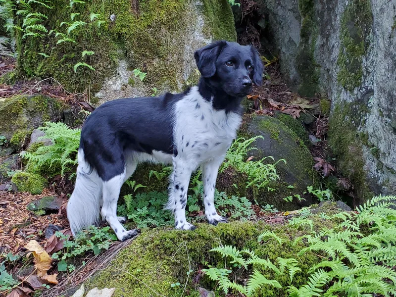 Cascata Del Pacifico Kennel