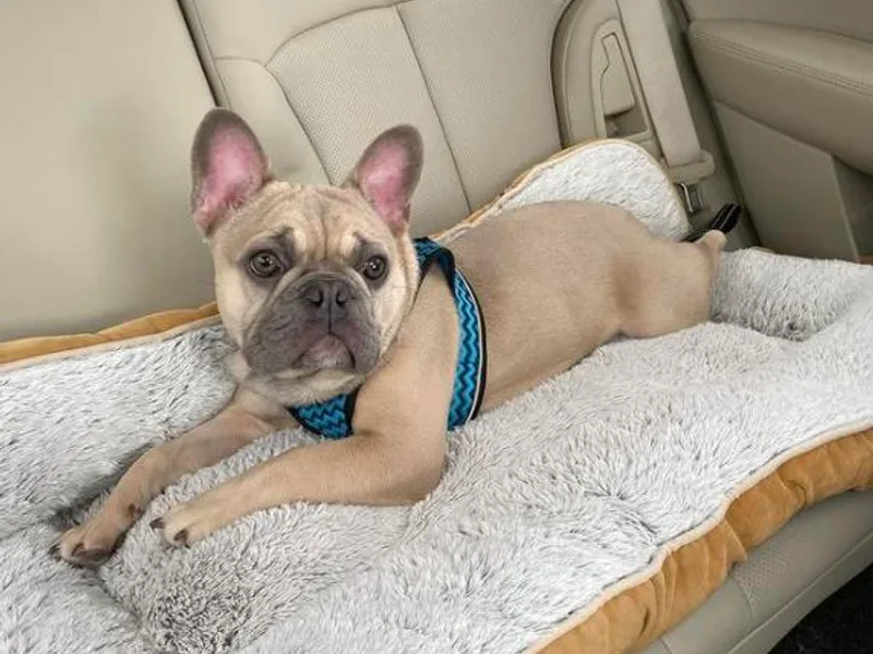 Casco Bay Frenchies