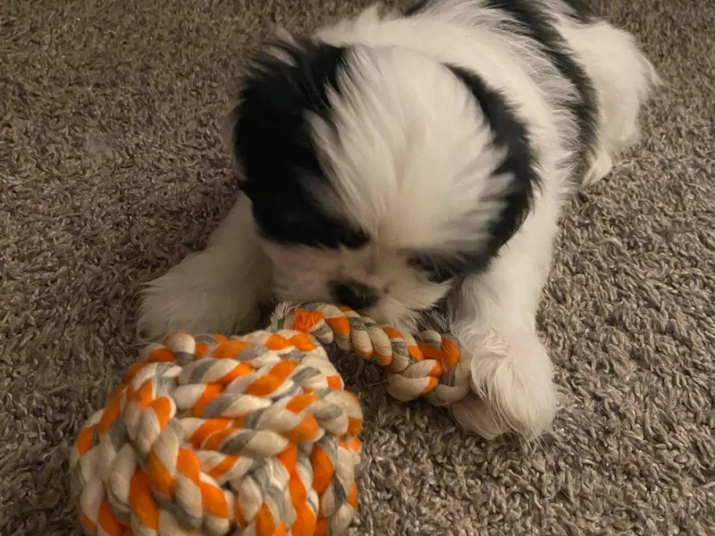 Case Inlet Shih Tzu
