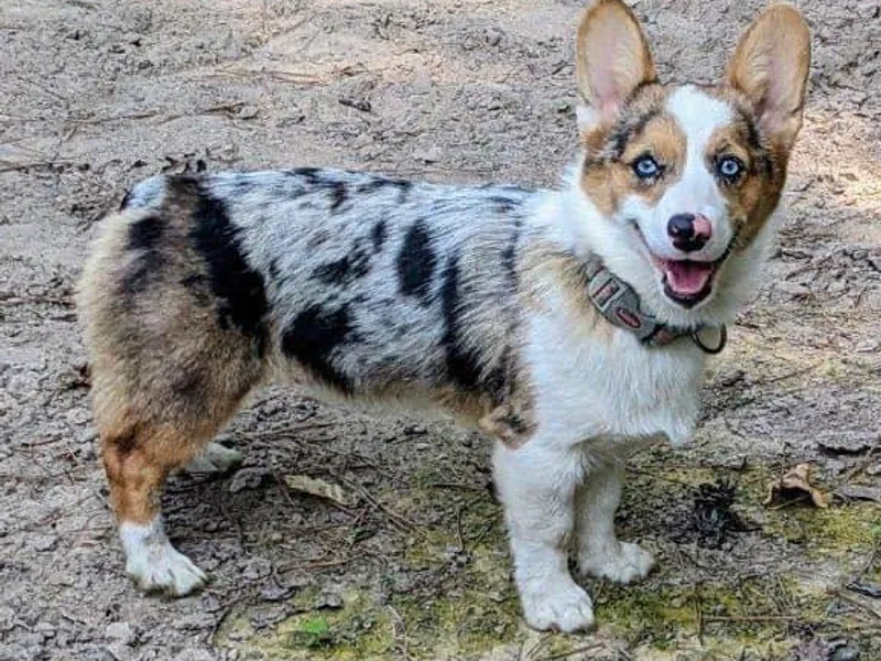 Case Of Blues Corgis