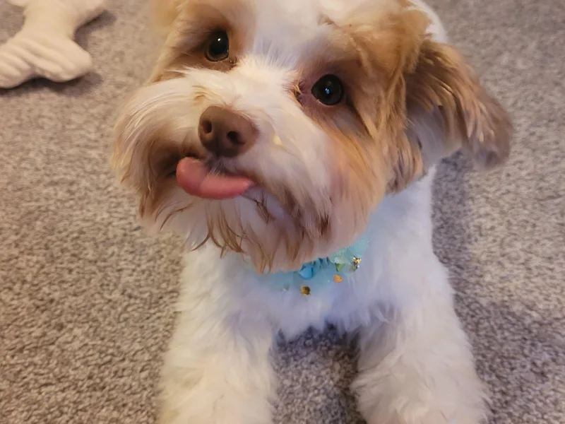 Casey Clan Yorkies