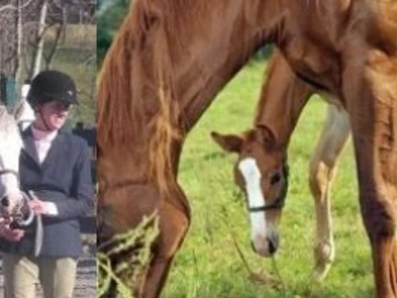 Casey Powell Hunter Vale Farm