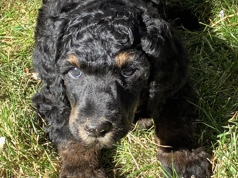 Casey's AKC Standard Poodles