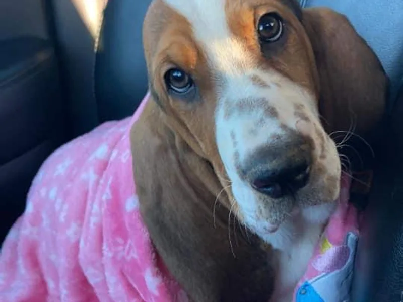Cash’s Bassets