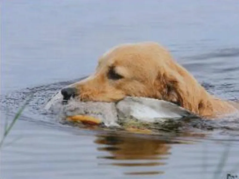 Cashmere Golden Retrievers