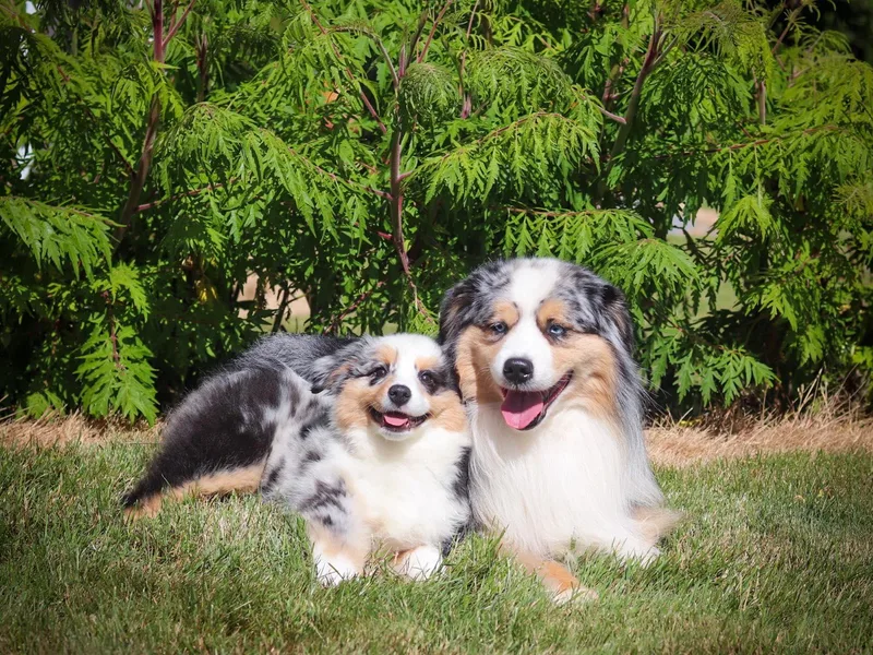 Casita Miniature American Shepherds