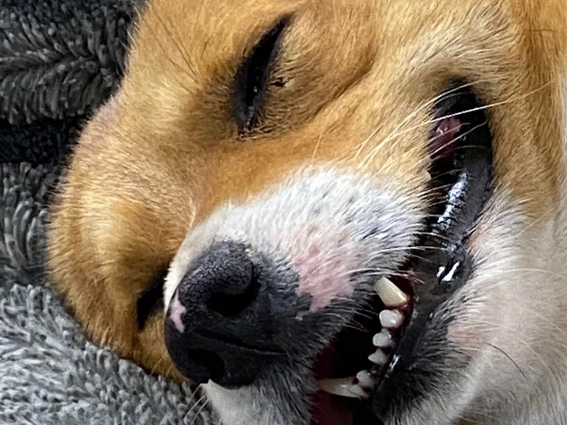 Cass County Corgi’s