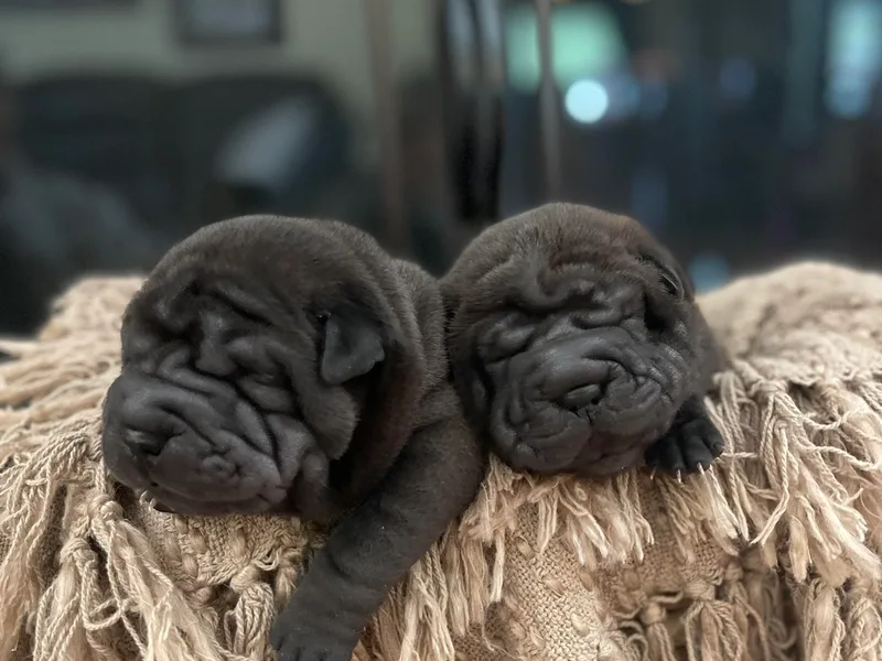 Cassandra's Chinese Shar-Pei