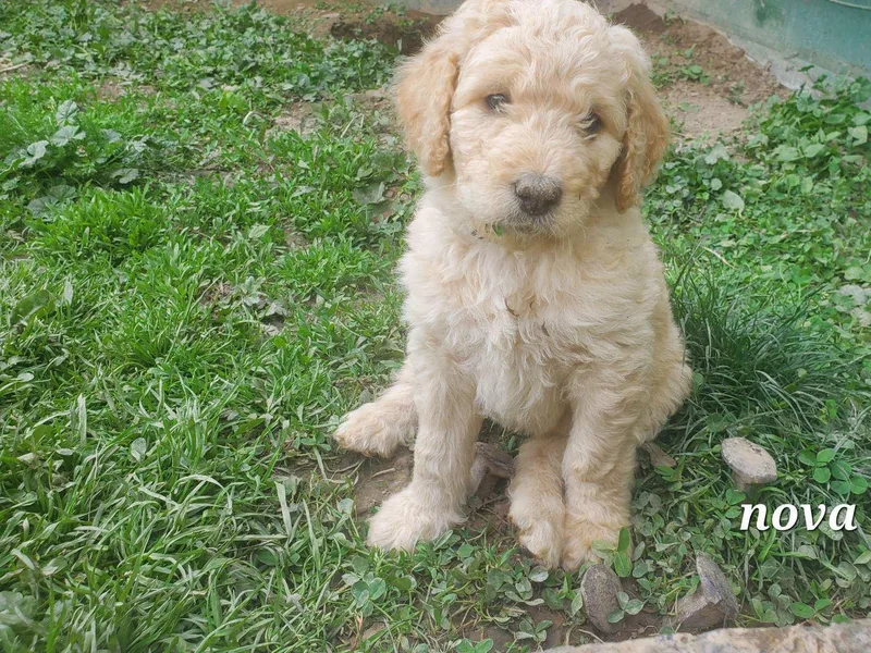 Casseldoodles @ CasselFarm photo 1