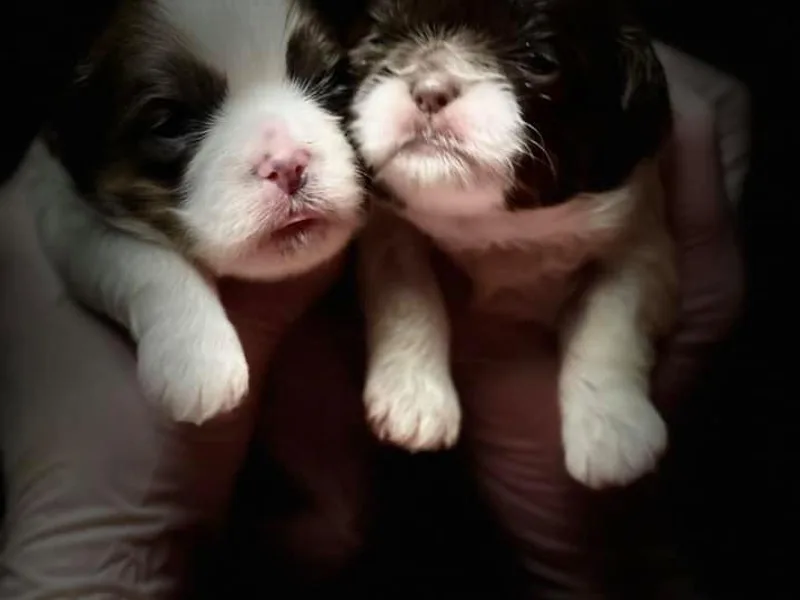 Cassie Hooper's Shih Tzus