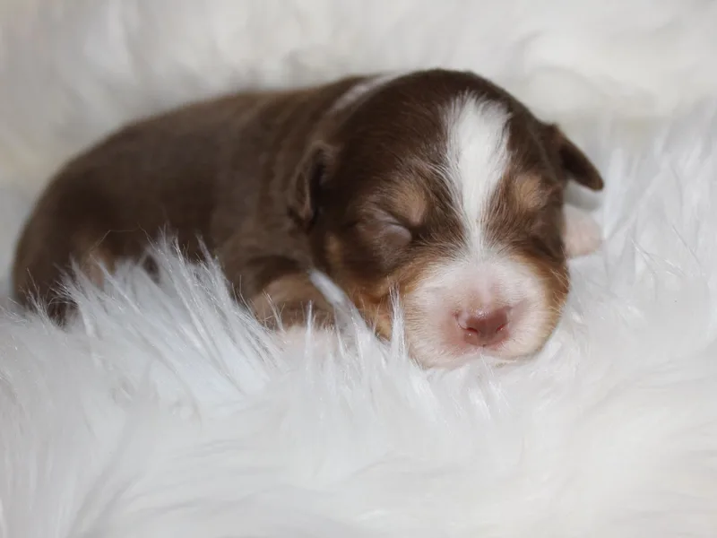 Cassie’s Aussies
