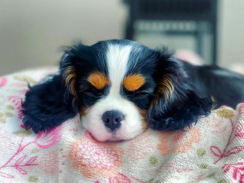 Cassie’s Cavaliers