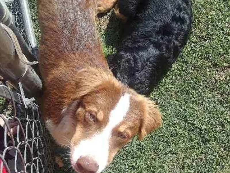 CassLee Australian Shepherds