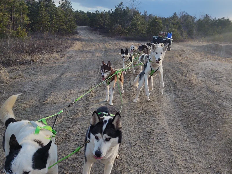 Castarek's Siberians