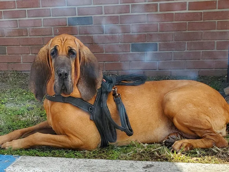 Castaways Hooves &amp; Hounds photo 1