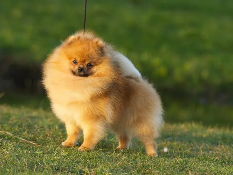 Castile Pomeranians