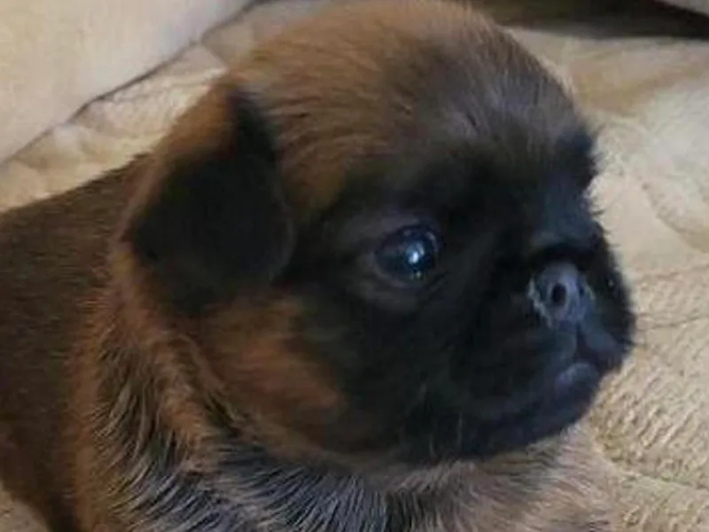 Castle Brussels Griffon photo 1