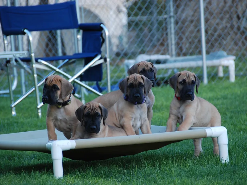 Castle Creek Danes