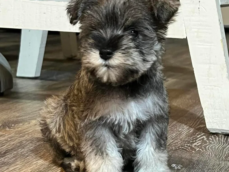 Castle Creek Kennels