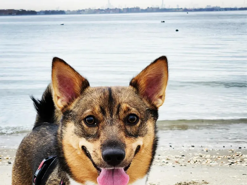 Castle Gnome Swedish Vallhunds photo 1