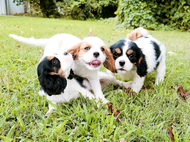 Castle Grogan Cavaliers