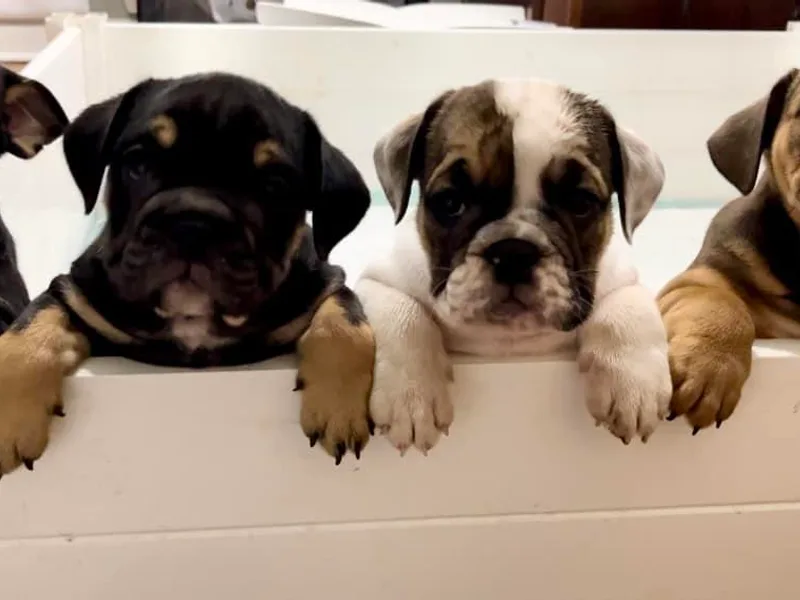 Castle Manor Bulldogs