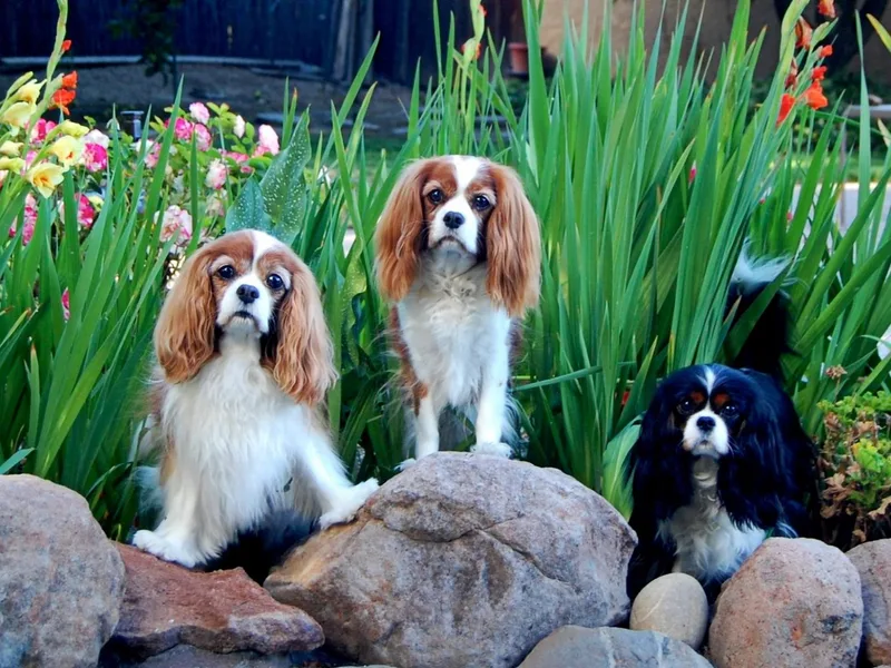 Castle Peak Cavaliers